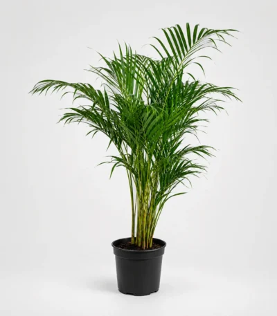Artificial Planter