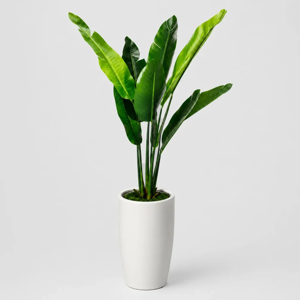 Banana Leaf Planter