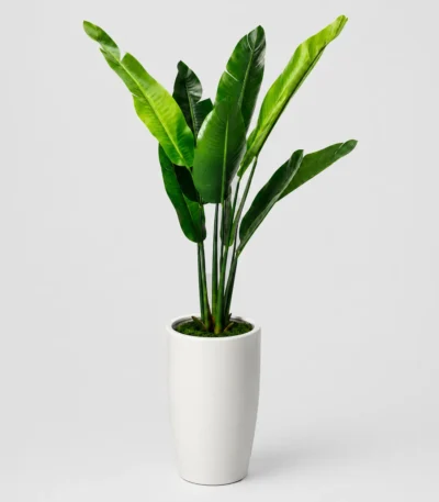 Banana Leaf Planter
