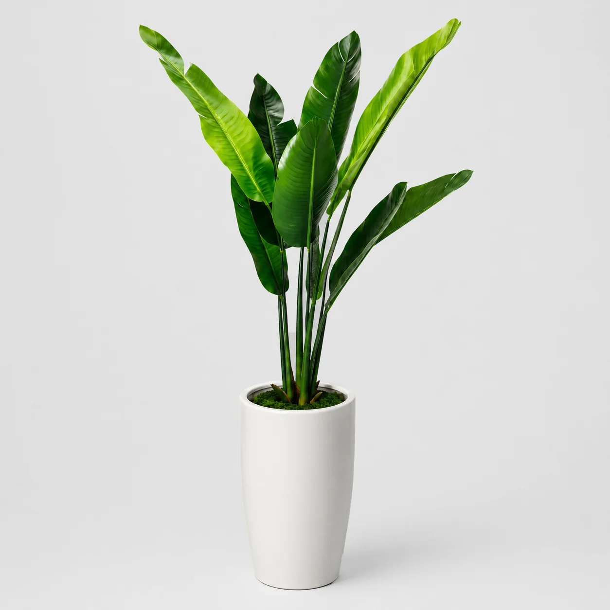 banana-plant-main Banana Leaf Planter